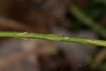 Fan clubmoss